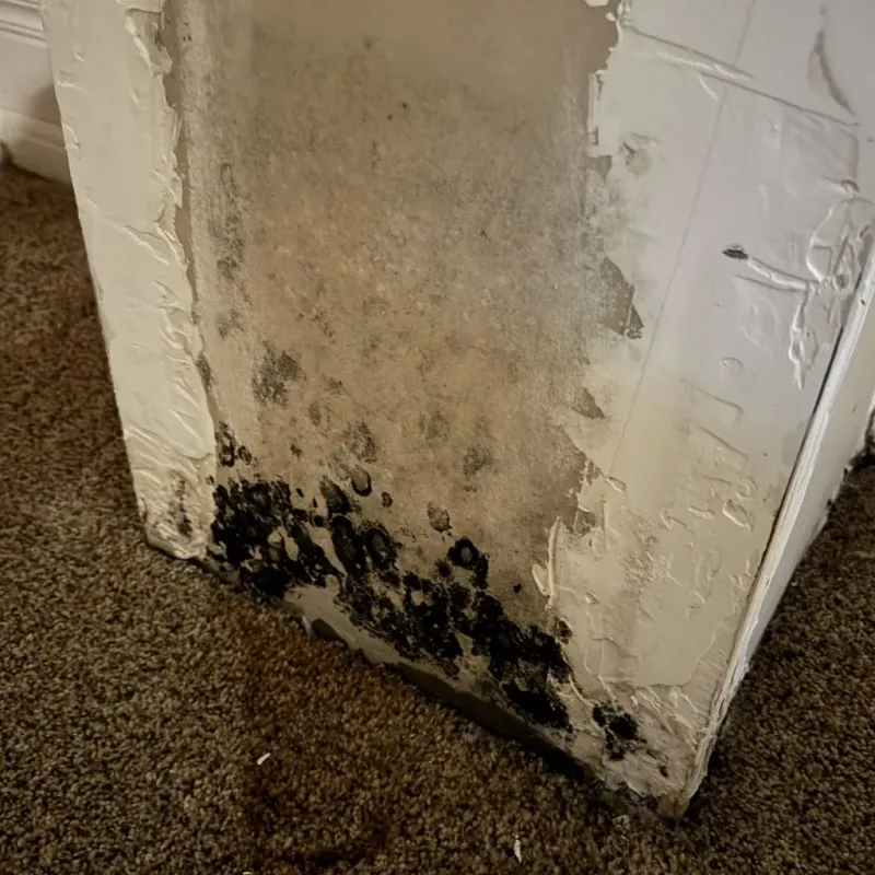 Professional Mold Removal in Newark, NY
